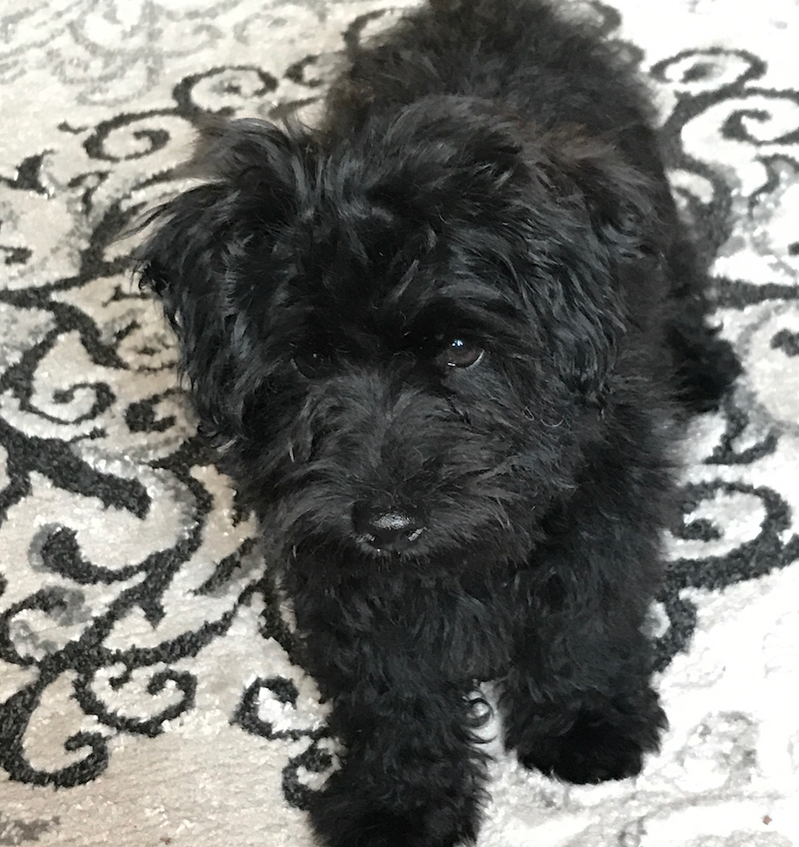 Do You Have a Pup-aredness Plan?