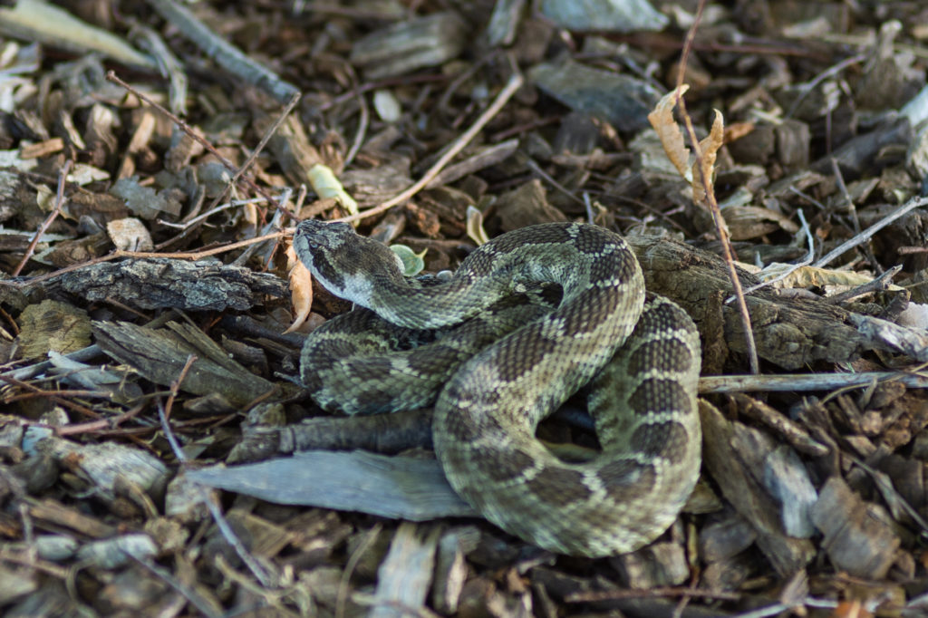 Rattlesnake from interview with rattlesnake wrangler