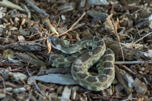Rattlesnake from interview with rattlesnake wrangler