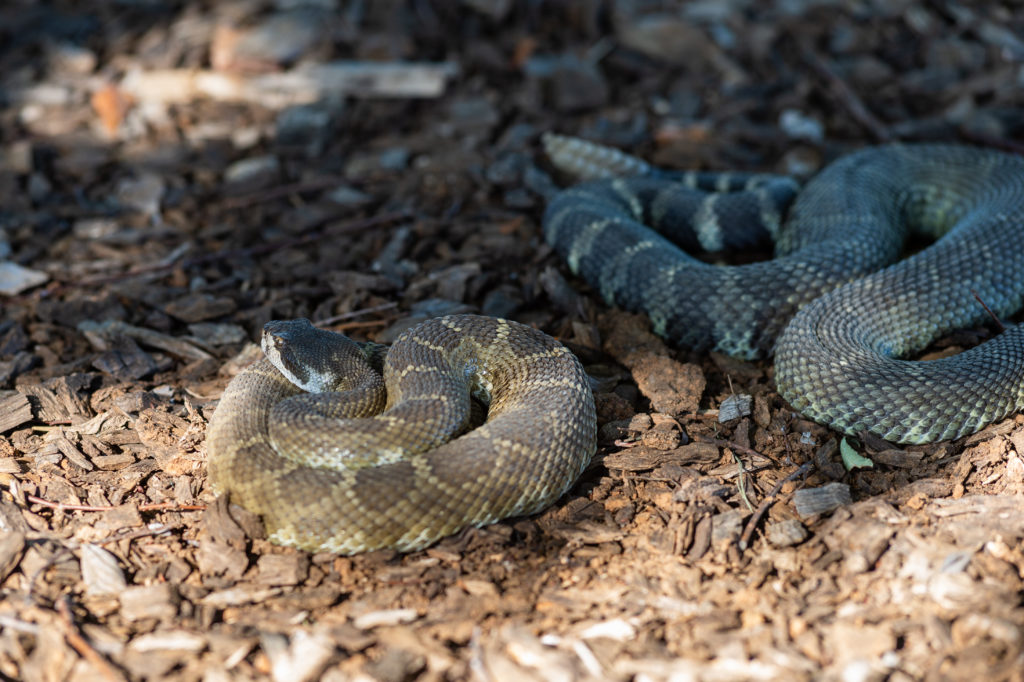 Rattlesnakes from interview with rattlesnake wrangler