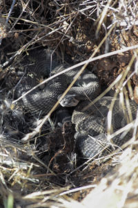 Rattlesnakes hiding in den