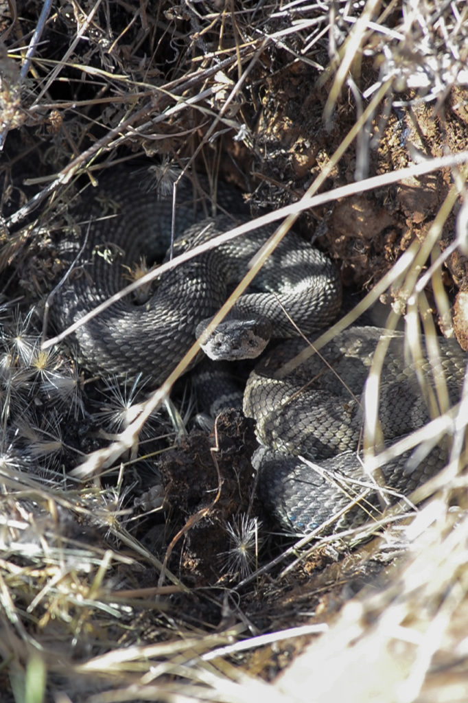 Rattlesnakes hiding in den