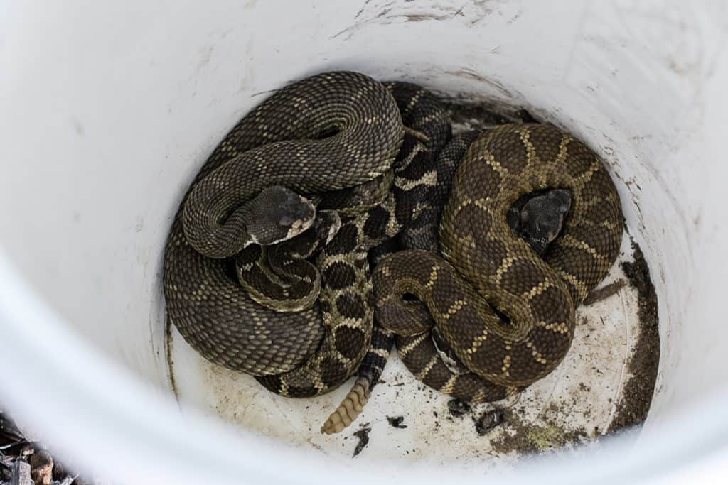 Bucket of rattlesnakes from interview with wrangler