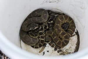 Bucket of rattlesnakes from interview with wrangler