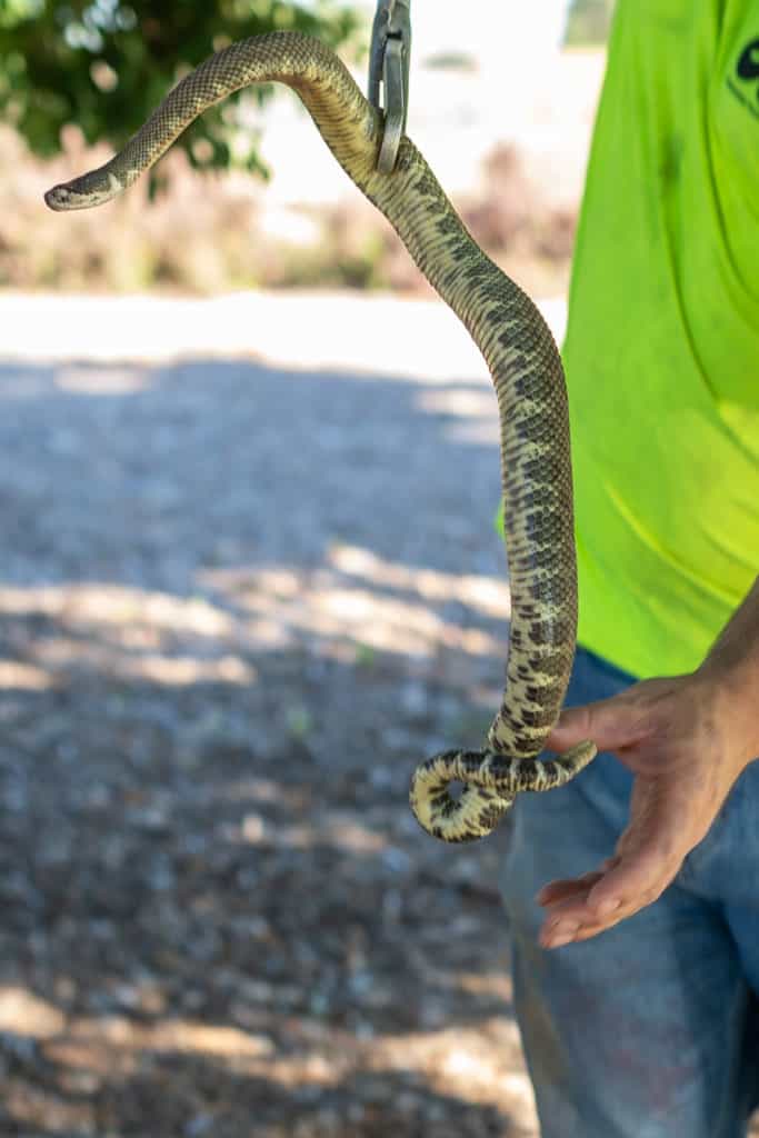 Rattlesnake Wrangler Lou Fraser holding rattlesnake