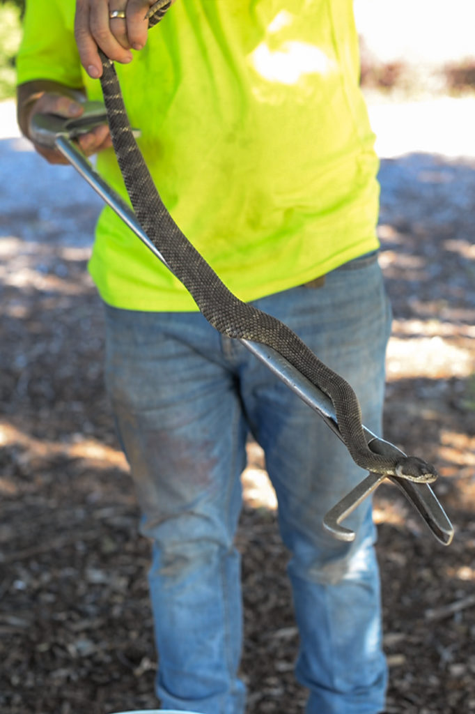 Rattlesnake Wrangler Lou Fraser holding rattlesnake