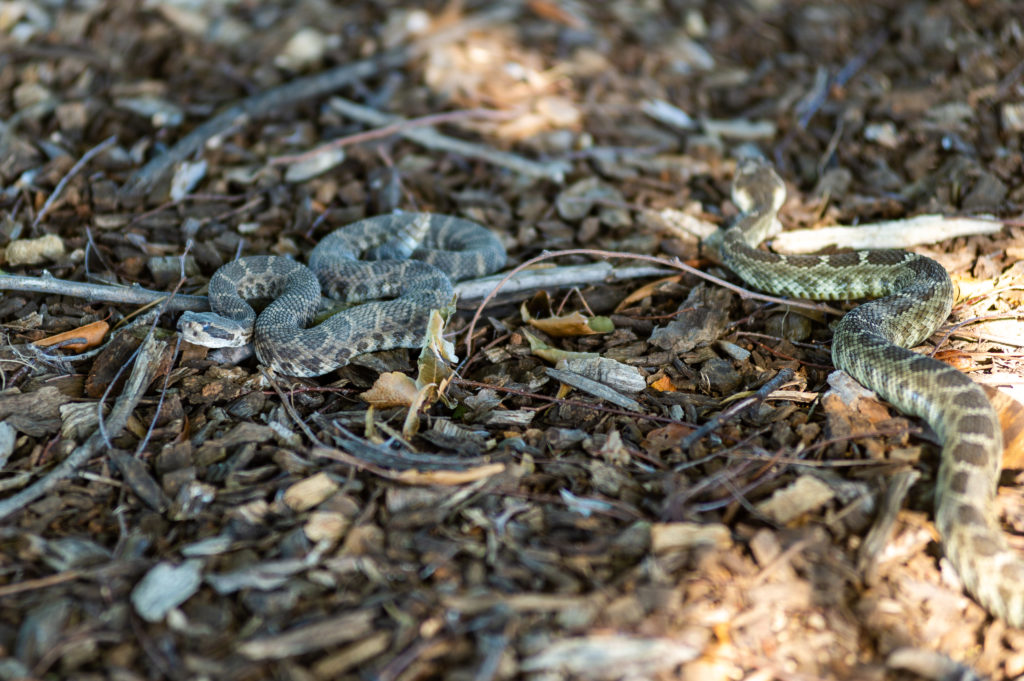 Rattlesnakes from interview with rattlesnake wrangler