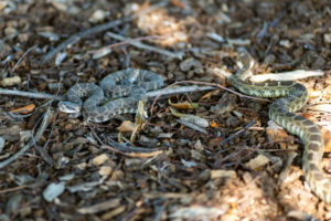 Rattlesnakes from interview with rattlesnake wrangler