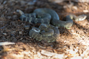 Rattlesnakes from interview with rattlesnake wrangler