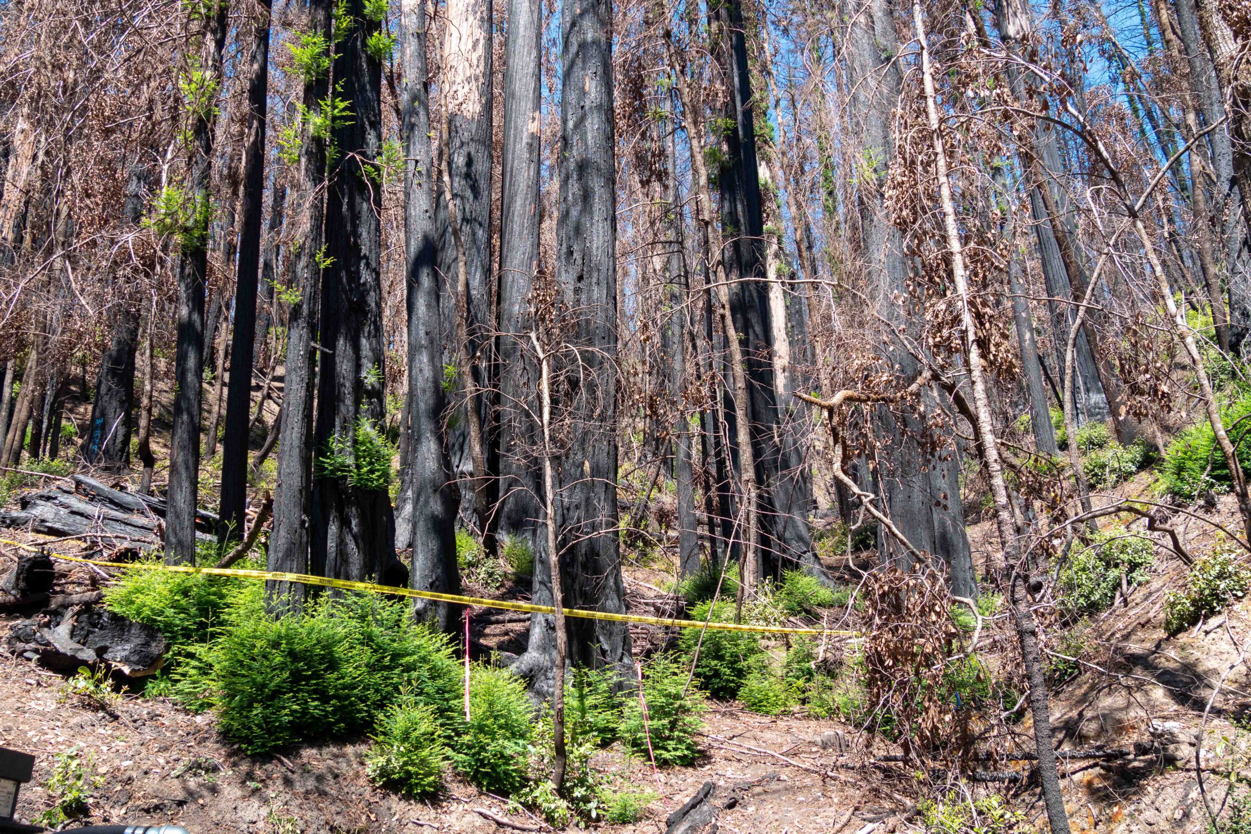 New redwood growth