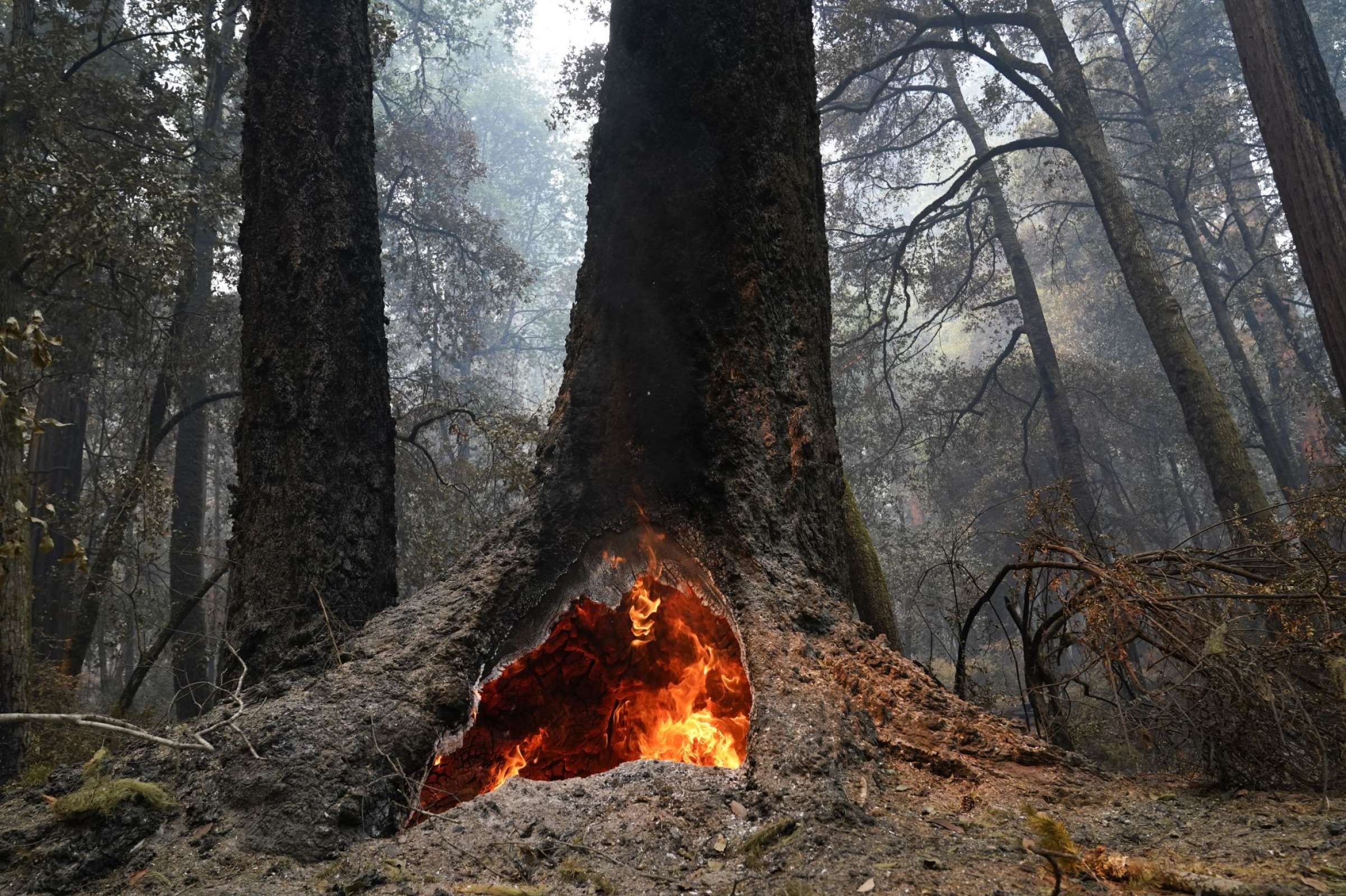 MOTHER OF THE FOREST_Marcio Jose Sanchez AP 082420