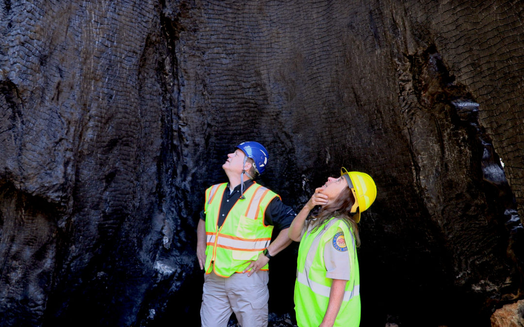 Podcast #86: Come Along with Us on Our Walking Tour of Damage and Recovery of Big Basin Redwoods State Park