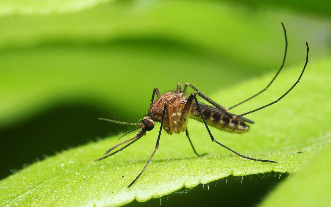 Don’t Fall Victim to Mosquitoes