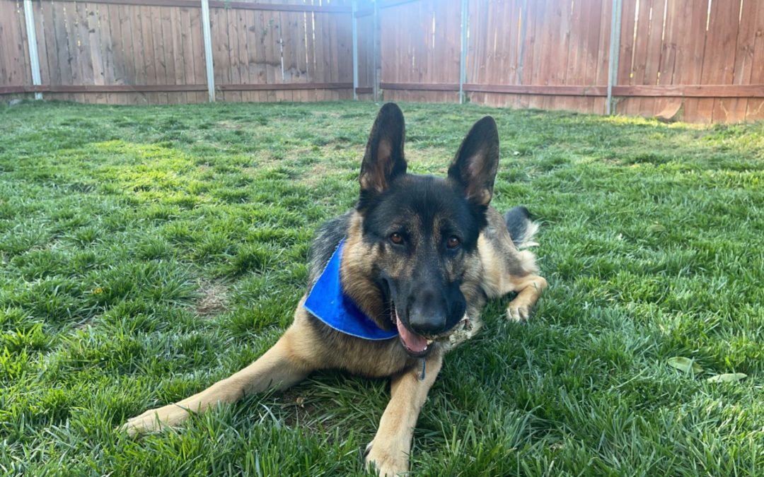 Pet Summer Safety
