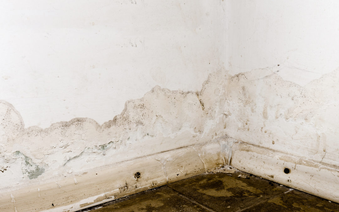 Tropical Storm Hilary: Mold Prevention and Safety