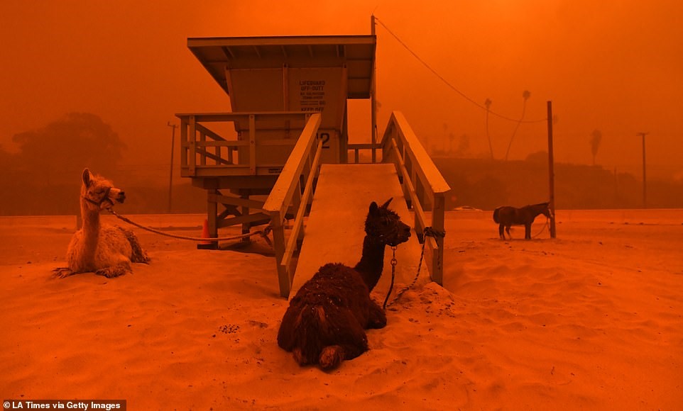 Preparedness for our larger Furry Friends