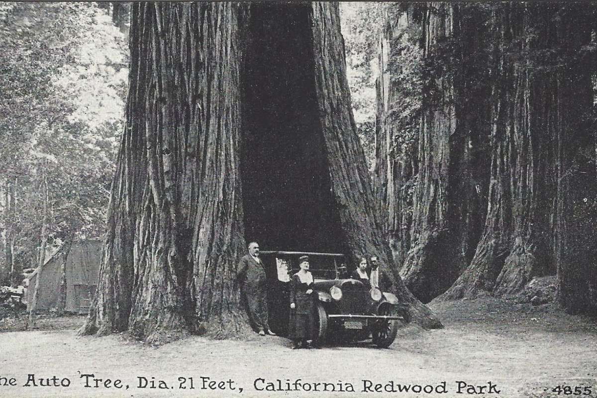 AUTO TREE 1920