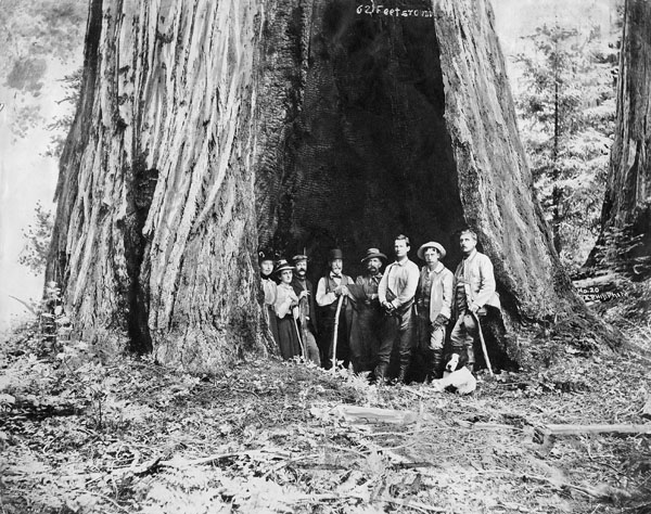 AUTO TREE Sempervirens Club 1890s
