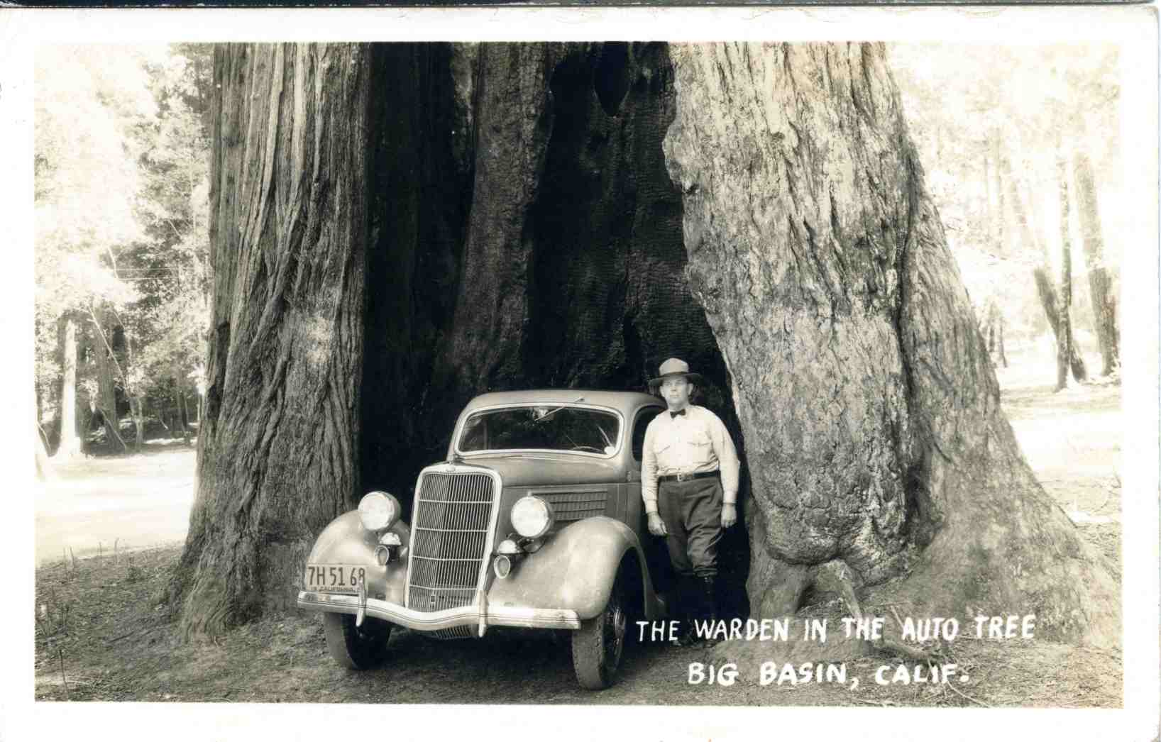 Warden Fred Moody stands in the "Auto Tree" at Big Basin, 1936. (Capitola Museum)
