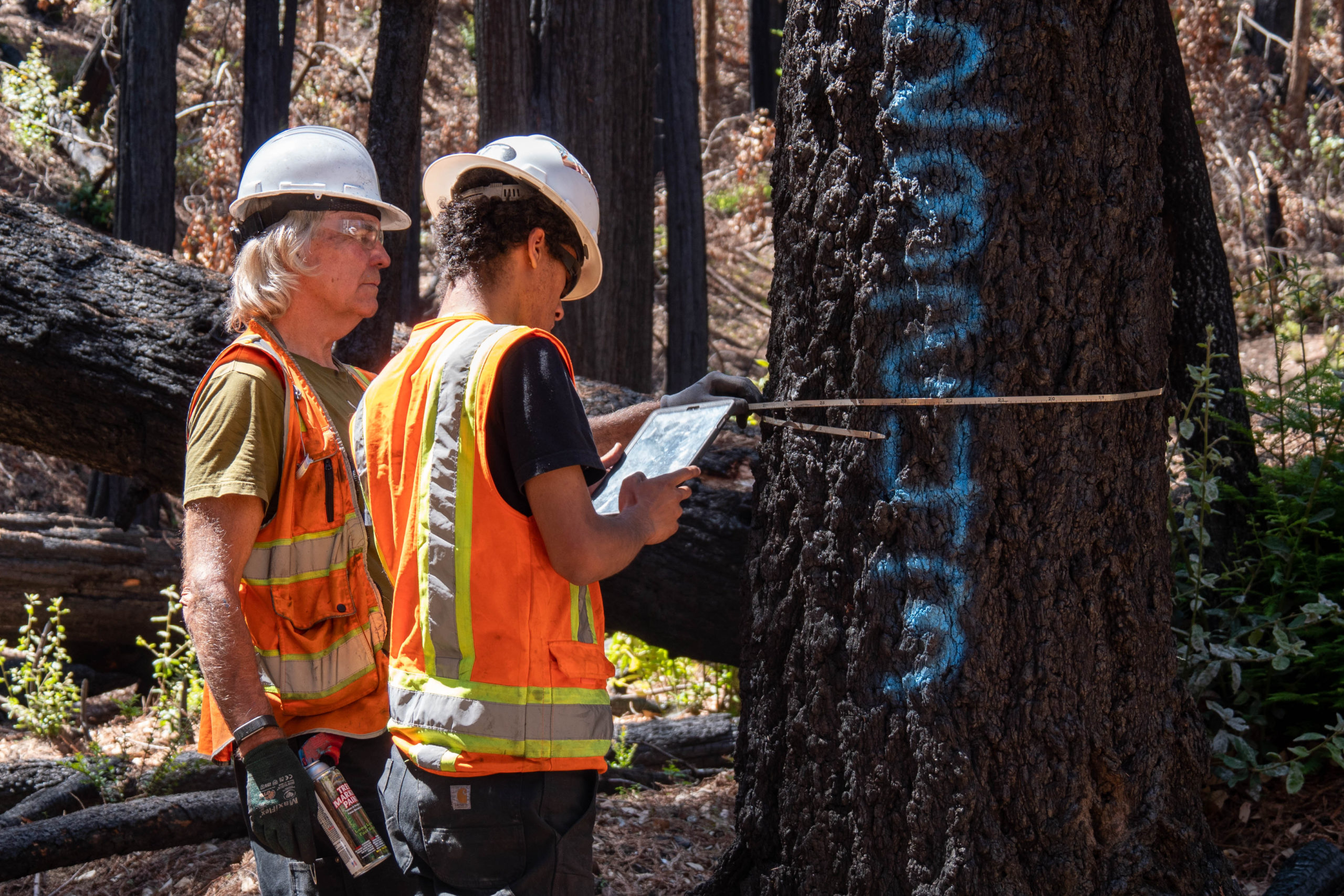 Arborists inspect trees