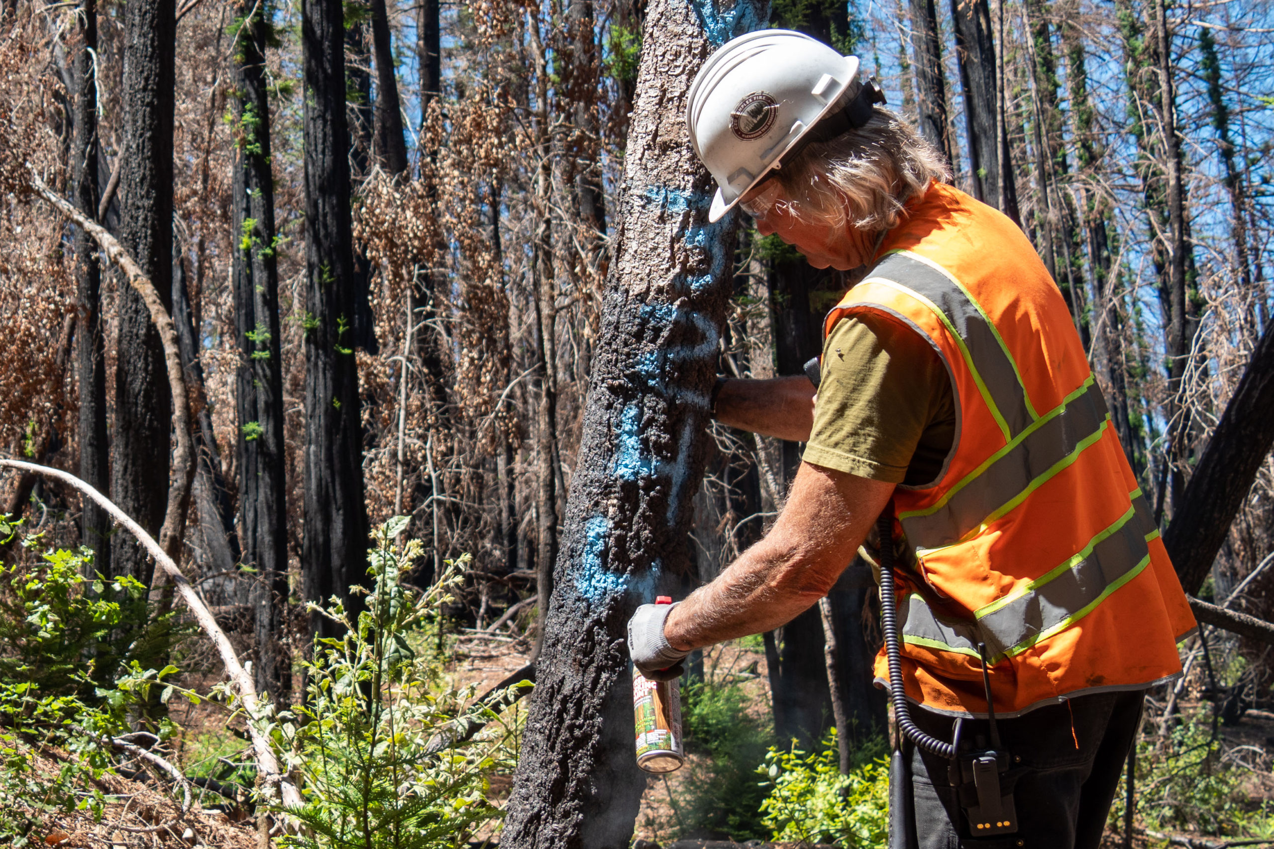 Arborists inspect trees