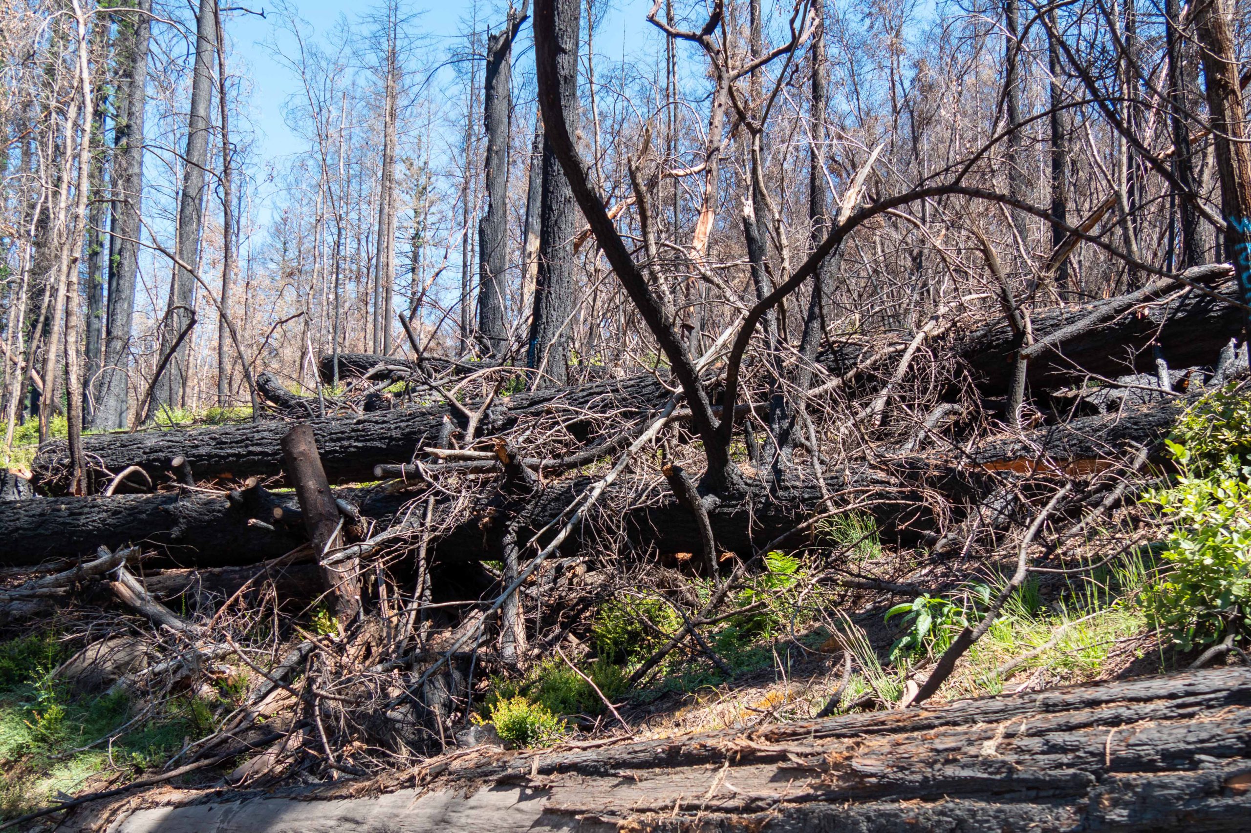 Charred tree remains