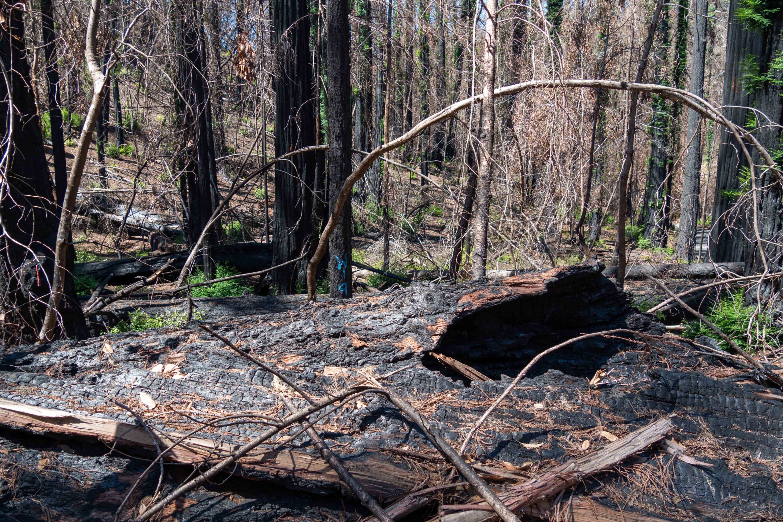 Charred tree remains