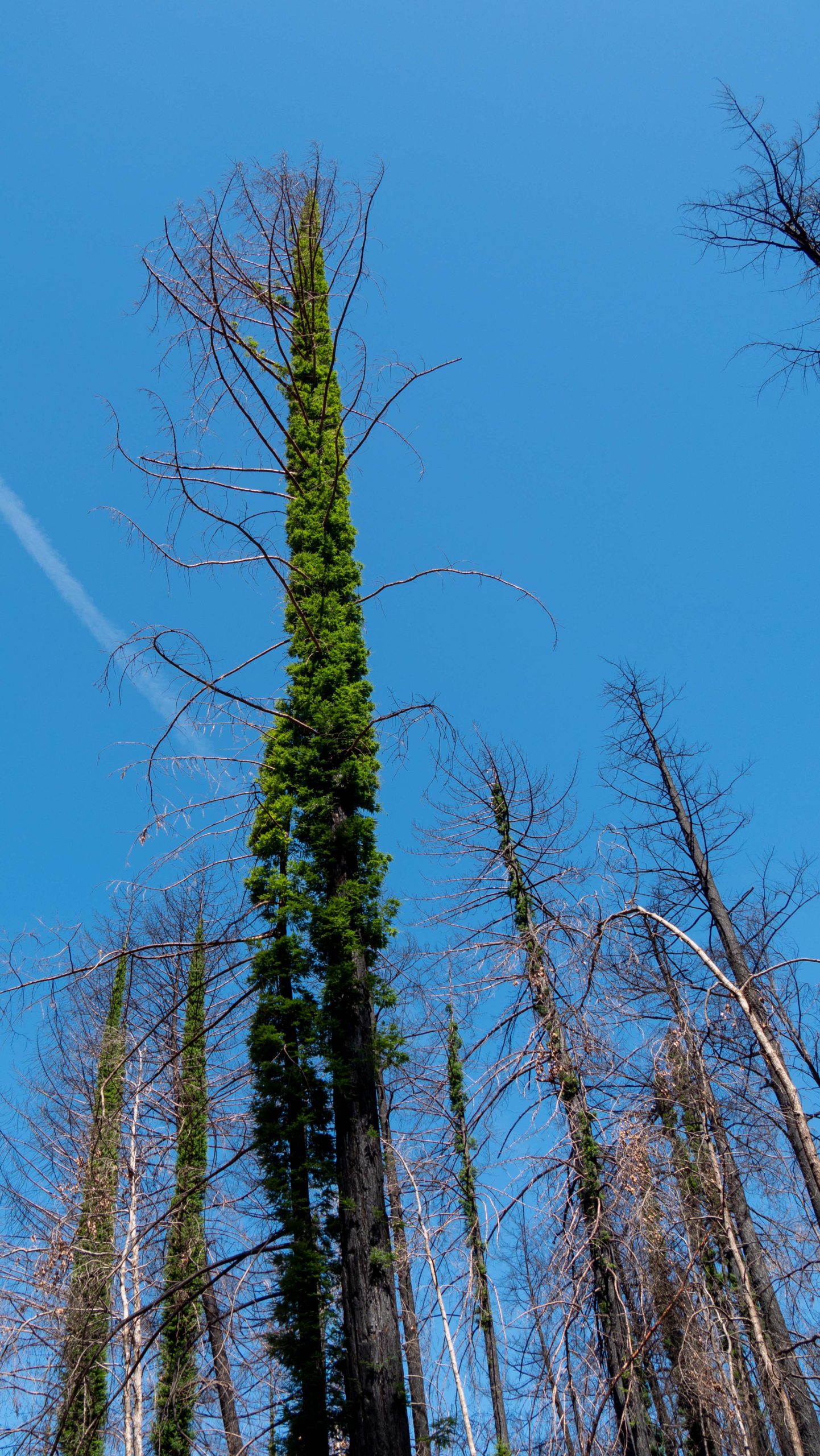 A burned redwood sprouts new growth