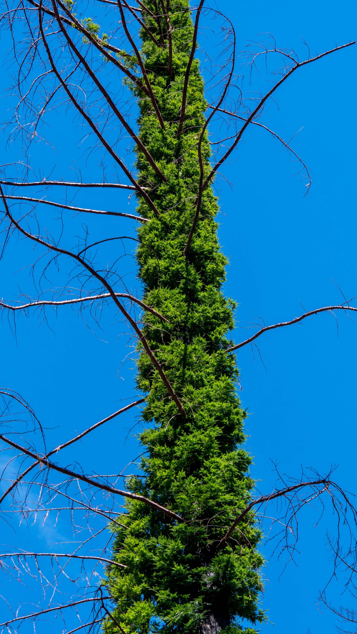 A burned redwood sprouts new growth