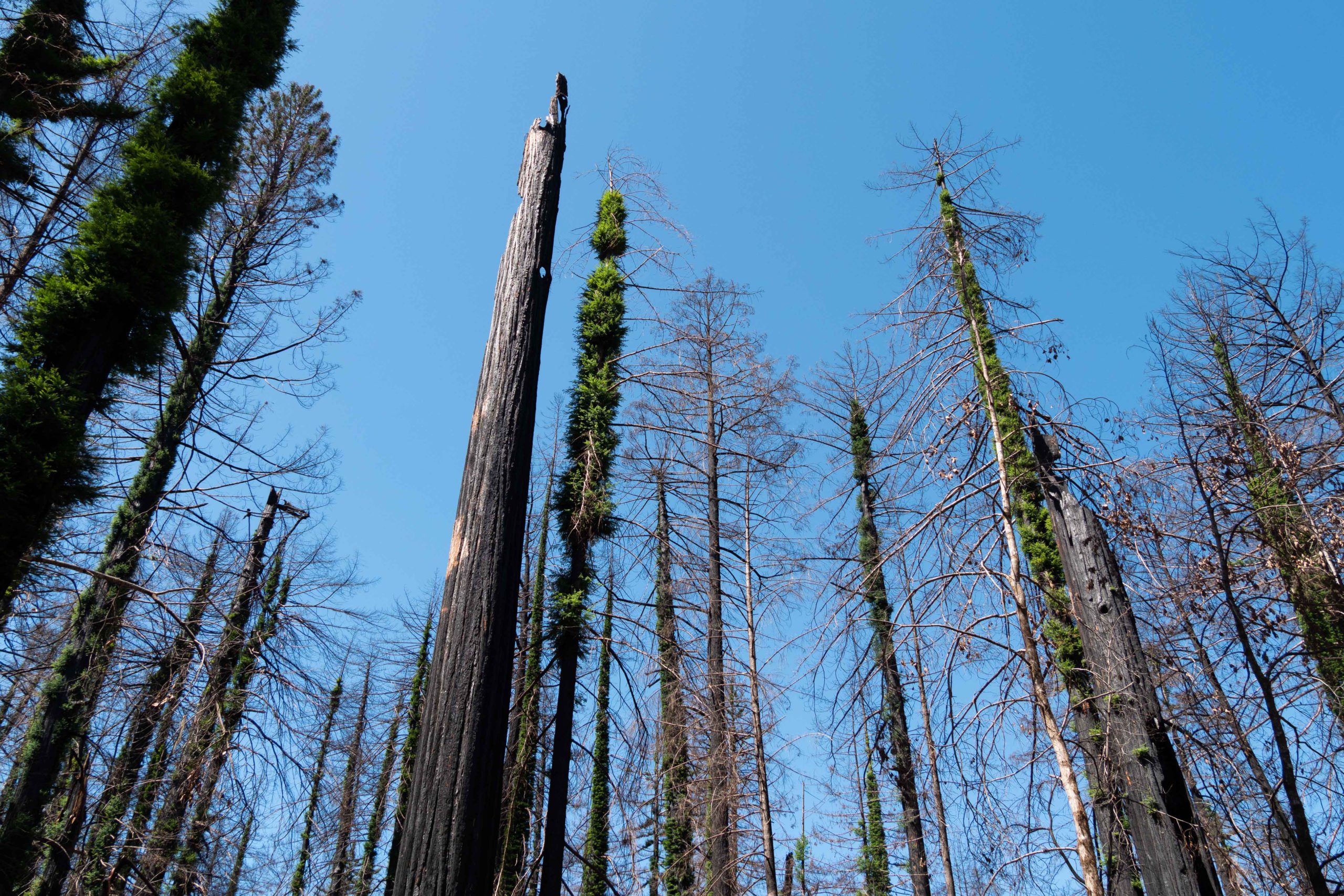 Burned redwoods sprout new growth