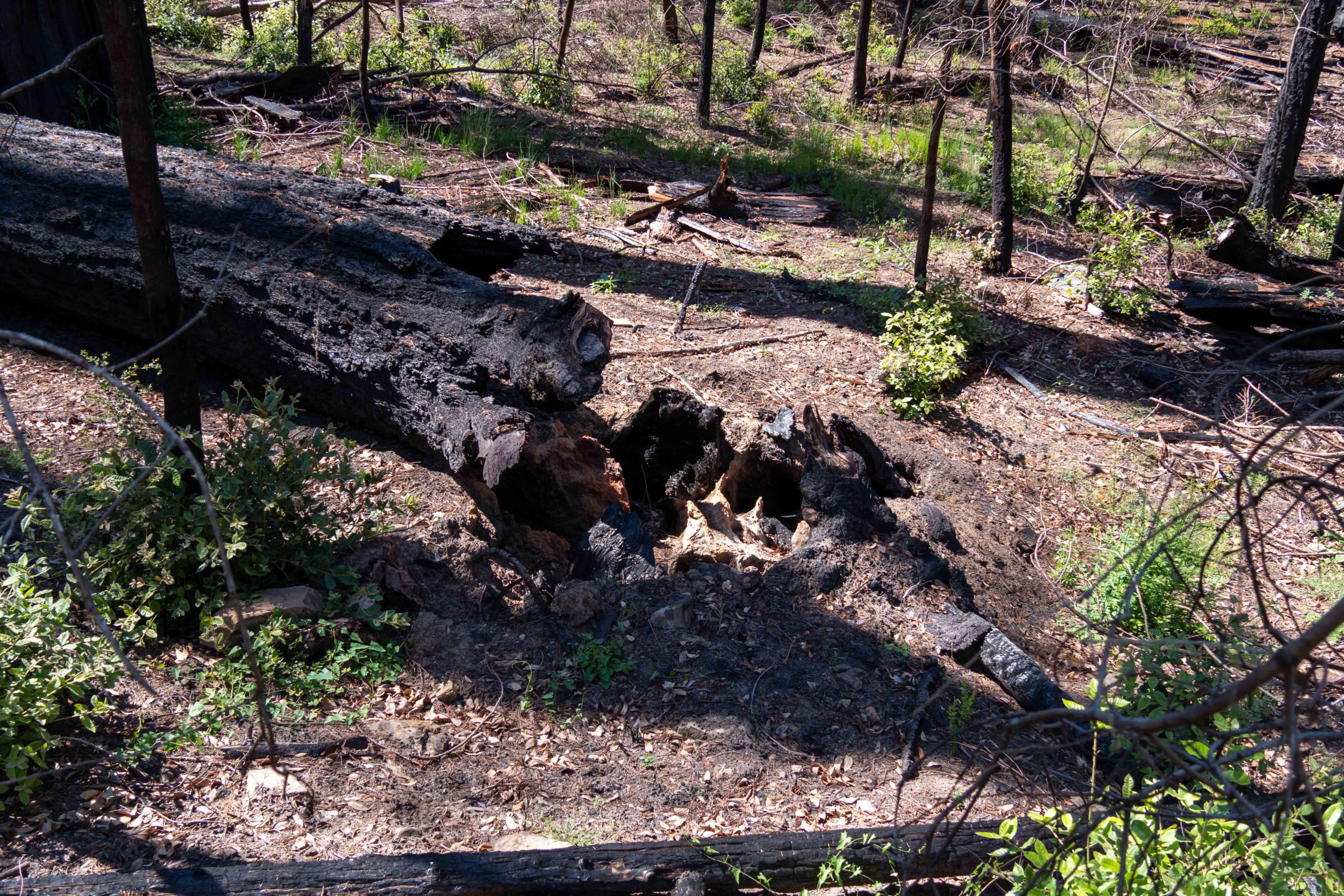 New growth among burned remains of trees
