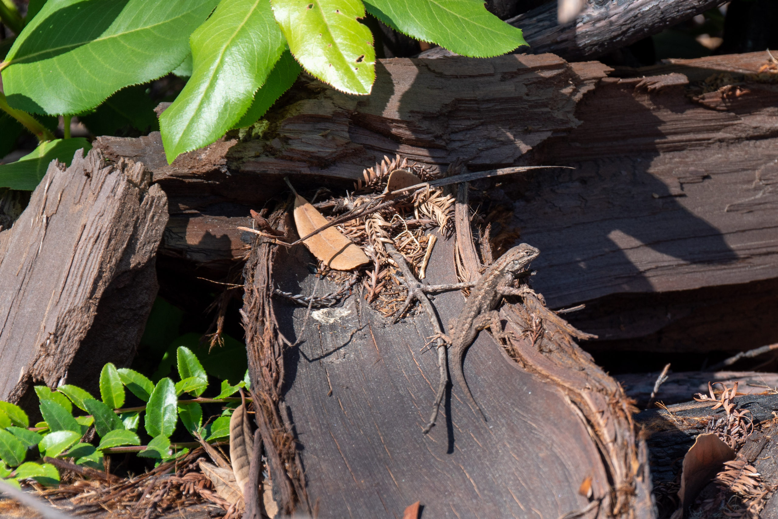 A lizard warms itself on a log