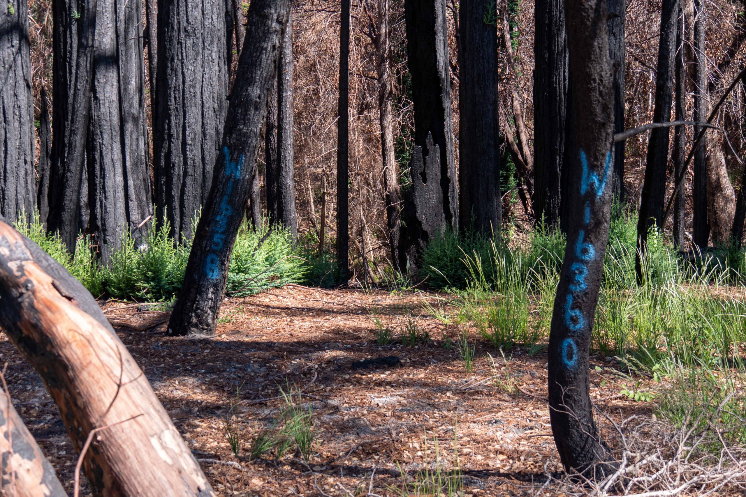 Trees marked for removal