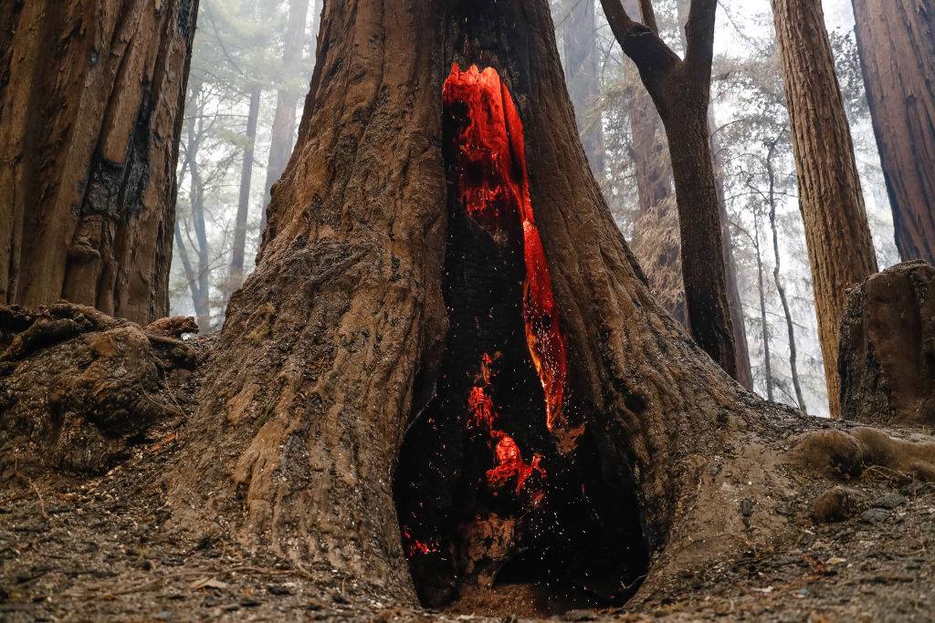 A redwood tree burns near Big Basin Redwoods State Park Headquarters