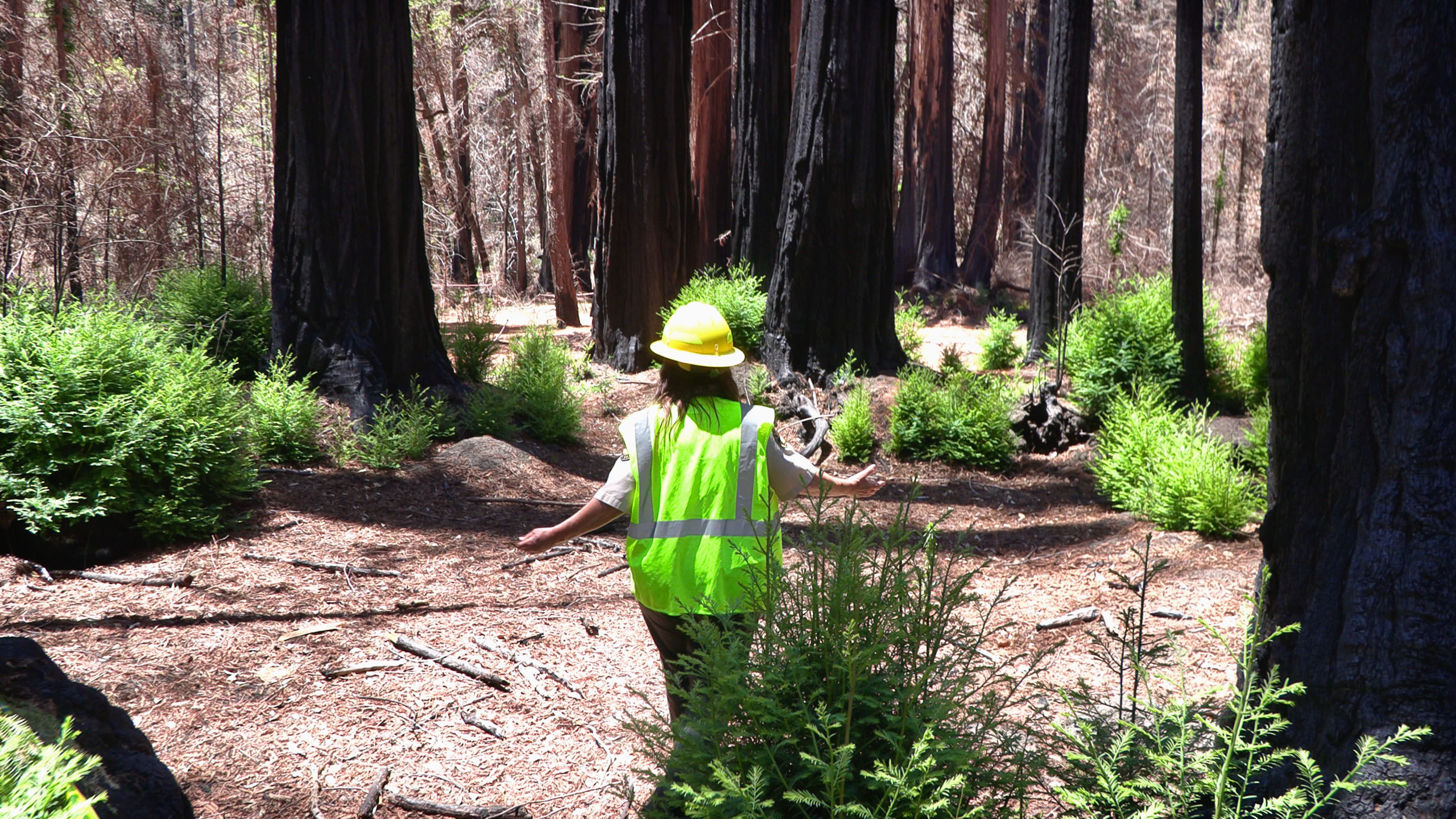 Joanne Kerbavaz Stands in Middle of Fairy Ring