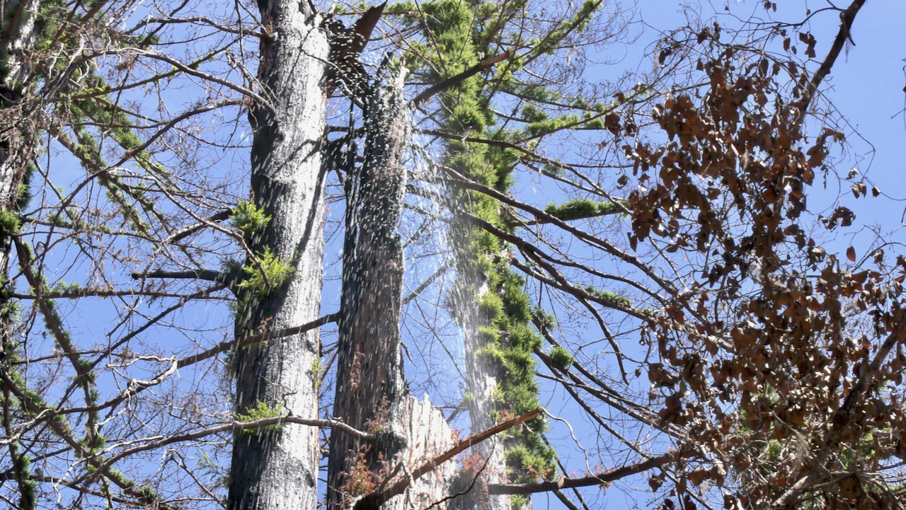 Arborists spray water in chimney tree that's still smouldering