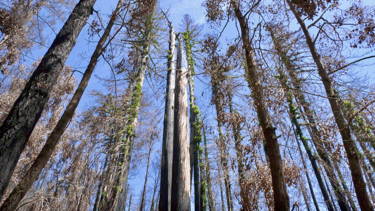 Arborists spray water in chimney tree that's still smouldering