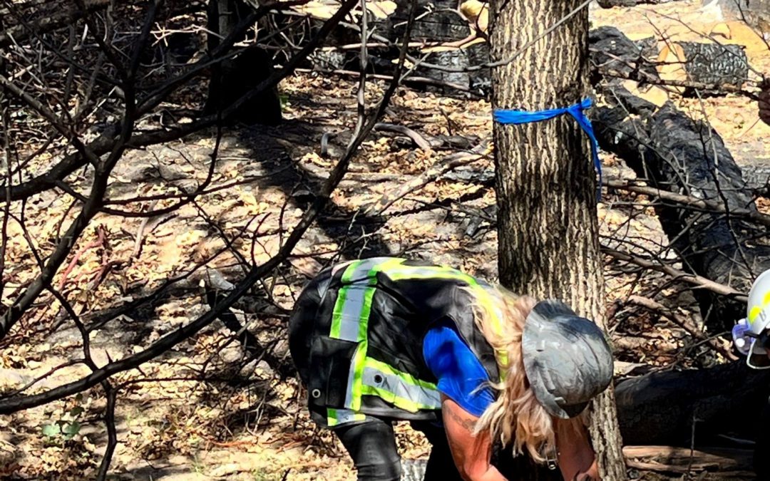 Hazard Tree Assessments Underway in Mariposa County Following Devastating Oak Fire