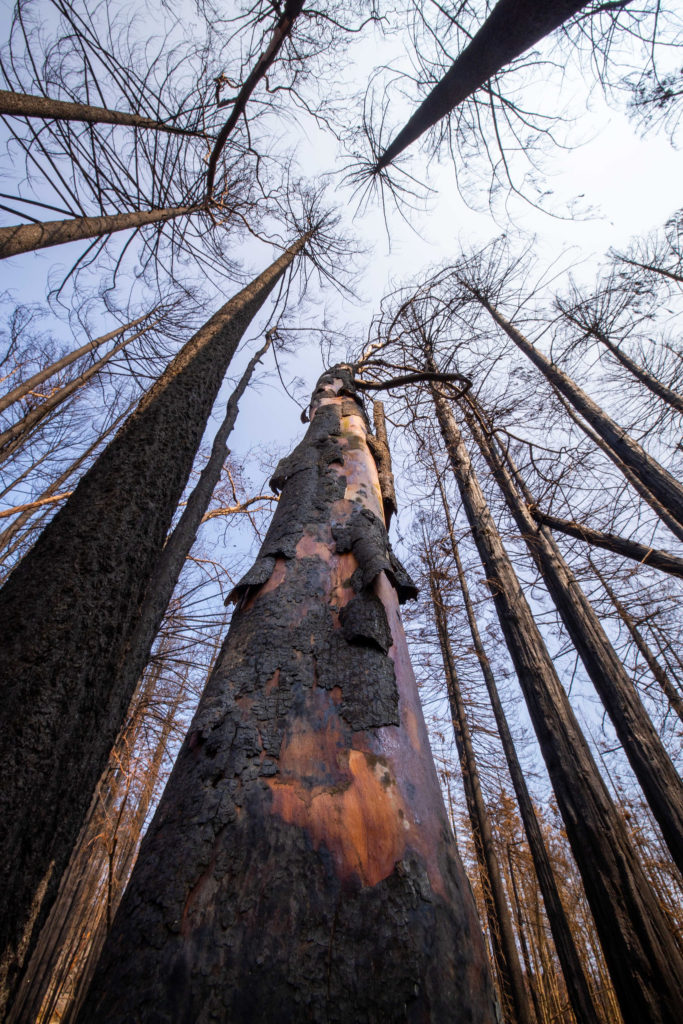 Image of burnt giant sequoias looking up towards the blue sky
