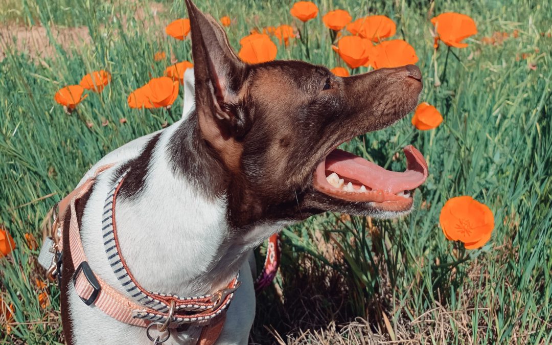 Anything is Paw-sible, When You’re Prepared