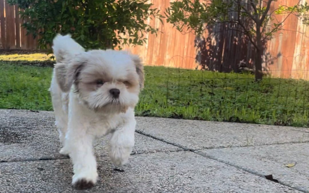 Keep Your Furry Family Members Safe from High Heat