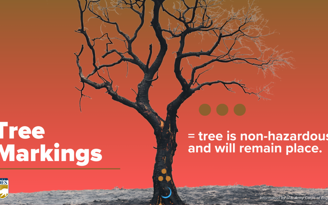 Tree Removal & Preservation After a Fire: Understanding Tree Markings